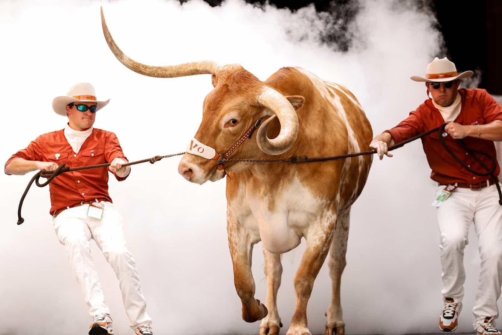AUSTIN, TEXAS - SEPTEMBER 14: Bevo XV enters the stadium befor the game between the Texas Longhorns and the UTSA Roadrunners at Darrell K Royal-Texas Memorial Stadium on September 14, 2024 in Austin, Texas. (Photo by Tim Warner/Getty Images)