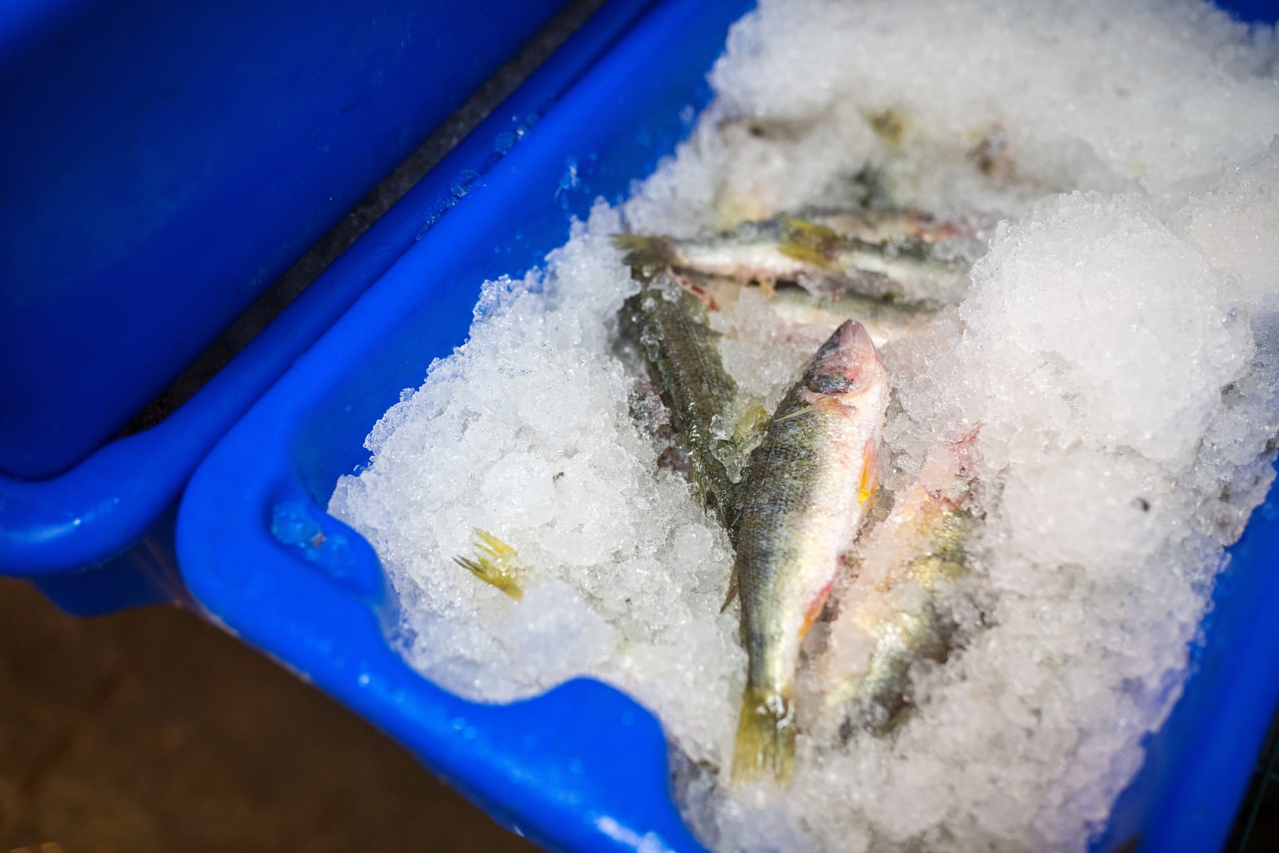 Fish Erie Angler Reports - zva5isq