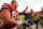 LINCOLN, NE - OCTOBER 30: Coach Bo Pelini of the Nebraska Cornhuskers high fives tight end Ben Cotton #81 after their game against the Missouri Tigers at Memorial Stadium on October 30, 2010 in Lincoln, Nebraska. Nebraska Defeated Missouri 31-17. (Photo by Eric Francis/Getty Images)