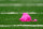 Oct 6, 2013; St. Louis, MO, USA; A penalty flag that is pink in honor of breast cancer awareness month is seen on the turf during the fourth quarter of a game between the St. Louis Rams and the Jacksonville Jaguars at The Edward Jones Dome. Mandatory Credit: Scott Kane-USA TODAY Sports