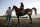 Assistant trainer Alan Sherman, left, leads exercise rider Willie Delgado and California Chrome onto the track at Belmont Park in Elmont, N.Y., Wednesday, May 21, 2014. California Chrome arrived in New York on Tuesday to begin preparations for his bid to become horse racing's first Triple Crown winner in 36 years. (AP Photo/Seth Wenig)