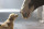 This undated frame grab provided by Anheuser-Busch shows the company's 2014 Super Bowl commercial entitled“Puppy Love”. The ad will run in the fourth quarter of the game. (AP Photo/Anheuser-Busch)
