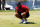 Tiger Woods, wearing shorts,  lines up a putt  on the second hole  during competition in the 2005 Tavistock Cup at Isleworth Country Club March 29. (Photo by A. Messerschmidt/Getty Images)