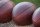 Footballs sit on the field prior to an NFL preseason football game between the Cleveland Browns and the Washington Redskins Thursday, Aug. 13, 2015, in Cleveland. (AP Photo/David Richard)