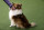 Ditto the Shetland Sheepdog looks at it's owner before competing in the Masters Agility preliminary rounds during the Westminster Kennel Club Dog Show on Saturday, Feb. 9, 2019, in New York. (AP Photo/Wong Maye-E)