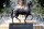 ARCADIA, CALIFORNIA- OCTOBER 27: Breeders Cup Statue at Santa Anita Park on October 27, 2019 in Arcadia, California (Photo by Horsephotos/Getty Images)