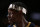 PORTLAND, OR - DECEMBER 23: A close up shot of Jrue Holiday #11 of the New Orleans Pelicans during the game against the Portland Trail Blazers on December 23, 2019 at the Moda Center in Portland, Oregon. NOTE TO USER: User expressly acknowledges and agrees that, by downloading and or using this Photograph, user is consenting to the terms and conditions of the Getty Images License Agreement. Mandatory Copyright Notice: Copyright 2019 NBAE (Photo by Sam Forencich/NBAE via Getty Images)