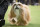 A Lhasa Apso competes during the 144th Westminster Kennel Club dog show, Monday, Feb. 10, 2020, in New York. (AP Photo/Mark Lennihan)