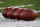 NFL Wilson footballs sit on the field during warmups before an NFL football game between the Pittsburgh Steelers and the Cincinnati Bengals at Heinz Field in Pittsburgh, Monday, Sept. 30, 2019. (AP Photo/Don Wright)