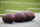 ORCHARD PARK, NY - NOVEMBER 25:  Wilson NFL footballs rest on the sideline before the game between the Buffalo Bills and the Jacksonville Jaguars at New Era Field on November 25, 2018 in Orchard Park, New York. Buffalo defeats Jacksonville 24-21.  (Photo by Brett Carlsen/Getty Images) *** Local Caption ***