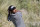Sebastian Munoz of Colombia swings away during the final round of the CJ Cup golf tournament at Shadow Creek Golf Course Sunday, Oct. 18, 2020, in North Las Vegas. (AP Photo/David Becker)