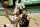 Milwaukee Bucks' Giannis Antetokounmpo shoots past Toronto Raptors' Aron Baynes during the second half of an NBA basketball game Tuesday, Feb. 16, 2021, in Milwaukee. (AP Photo/Morry Gash)