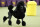 Siba, the standard poodle, competes for Best in Show during the 144th Westminster Kennel Club dog show, Tuesday, Feb. 11, 2020, in New York. (AP Photo/John Minchillo)