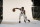 Golden State Warriors' Jonathan Kuminga poses for photos during the NBA basketball team's media day in San Francisco, Monday, Sept. 27, 2021. (AP Photo/Jeff Chiu)