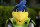 YouDee, Delaware's mascot, is certainly an unusual bird.