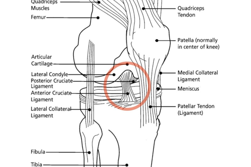 Commonly injured knee ligament briefly crossword clue Archives