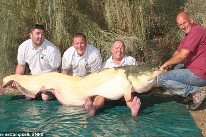 Fisherman Sets World Record by Catching Eight-Foot, 206-Pound Albino Catfish, News, Scores, Highlights, Stats, and Rumors