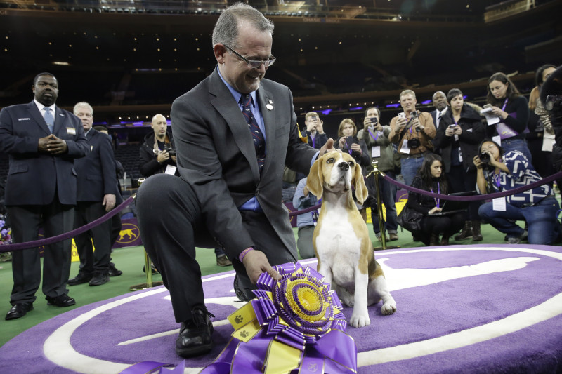 Bering strædet Poesi Oswald 2015 Westminster Dog Show: Best in Show Winner and More from Annual Event |  Bleacher Report | Latest News, Videos and Highlights