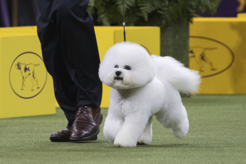 2018 fashion westminster in show